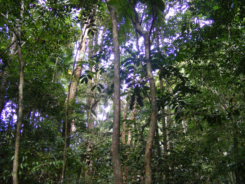 A imagem mostra uma floresta com céu azul.