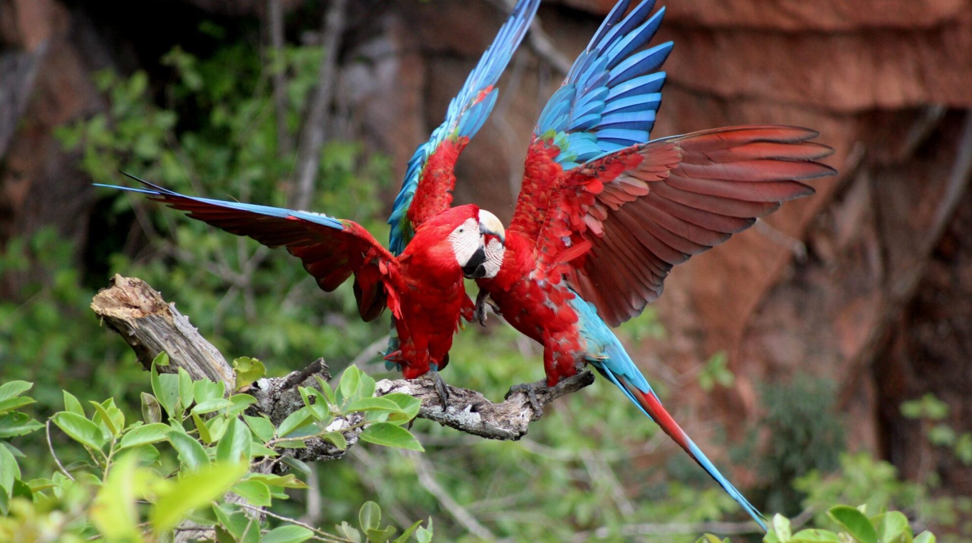 Observação de aves é aliada na proteção da biodiversidade das unidades de conservação