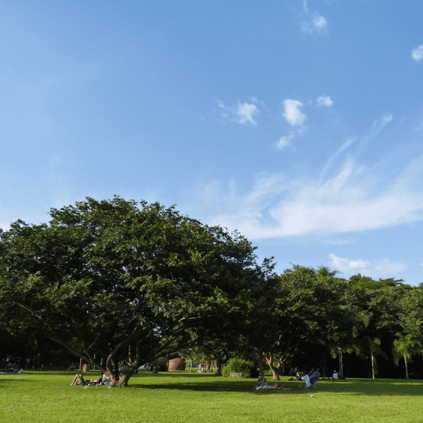 A imagem mostra uma vista do parque Vila Lobos em São Paulo. A reabertura dos parques em São Paulo aconteceu no fim de 2020