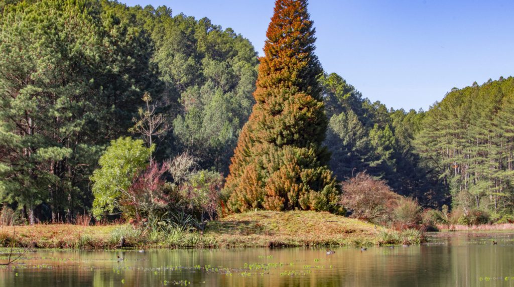 A imagem mostra uma vista com árvores grandes e uma parte de rio da Floresta Nacional de Canela, no Rio Grande do Sul.