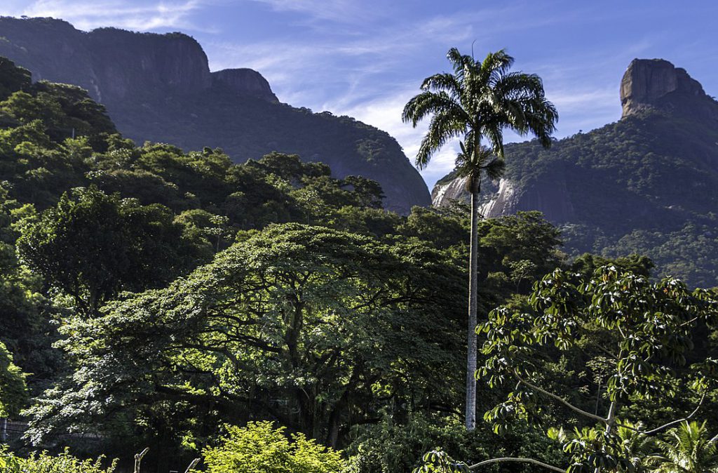 A imagem mostra um vista do Parque Nacional da Tijuca, um bom exemplo de restauração.
