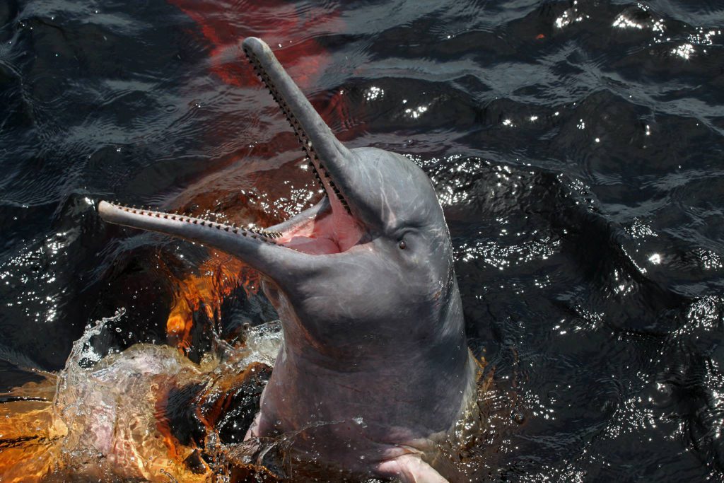 O BOTO, SÍMBOLO DO RIO NEGRO