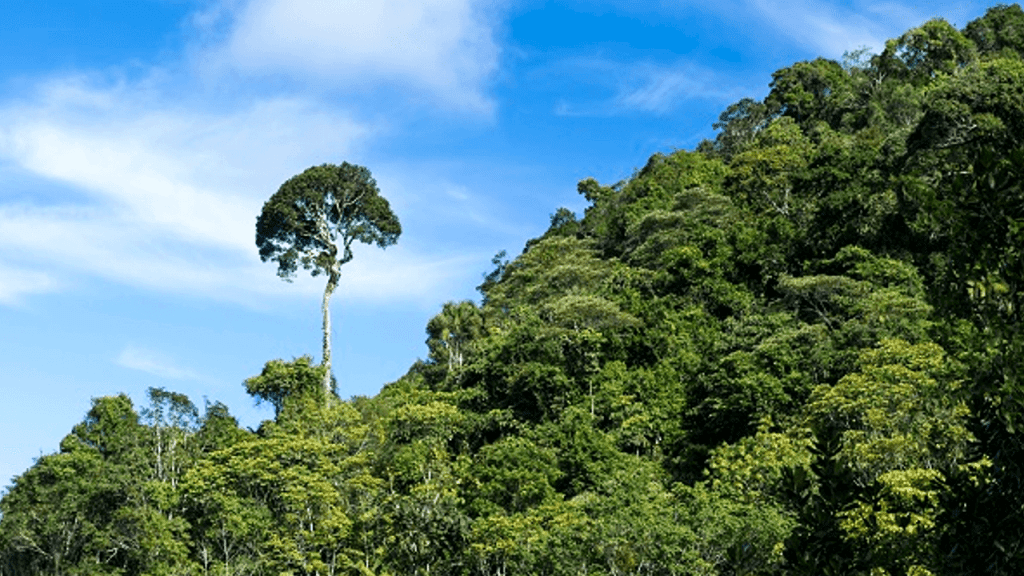 CORAÇÃO DA MATA ATLÂNTICA