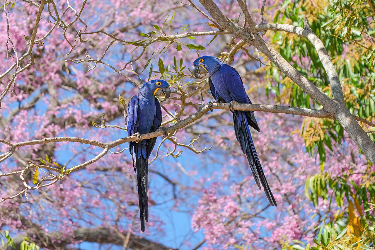 Observação de aves: o que é, como praticar e dicas para quem quer começar